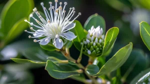 Sceletium tortuosum (Kanna)