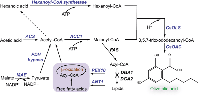 THC+Acyl Chloride→THCPO+HCl