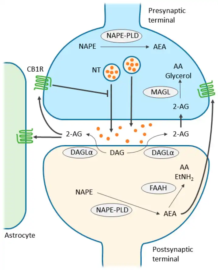 synaptic transmission