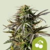 THC cherry-pie-automatic