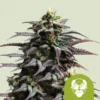 THC granddaddy-purple-automatic