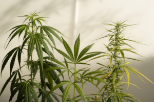 Cannabis strains indica sativa hybrid - Understanding the differences