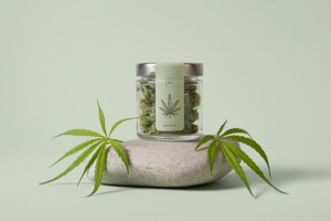 cannabis for inflammation - Cannabis for Inflammation: What We Know in 2026