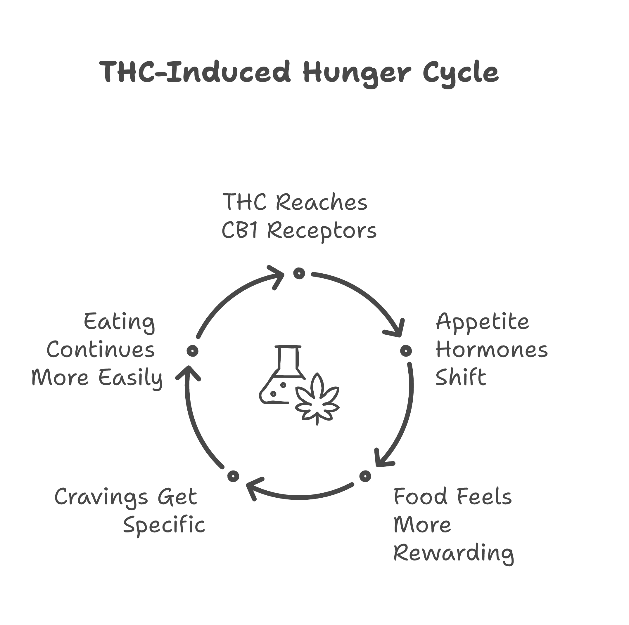 cannabis and appetite infographic