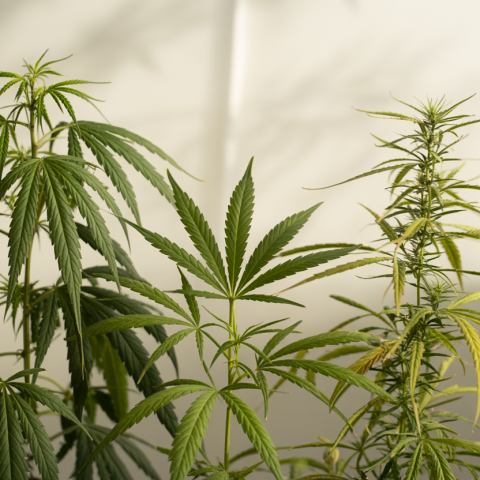 Cannabis strains indica sativa hybrid - Understanding the differences